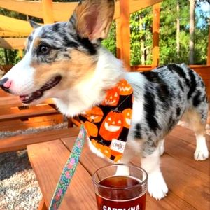 Glow in the dark dog bandana